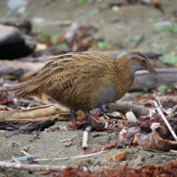 Weka